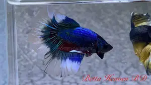 Halfmoon Betta