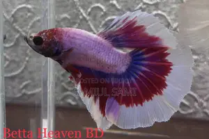 Halfmoon Betta