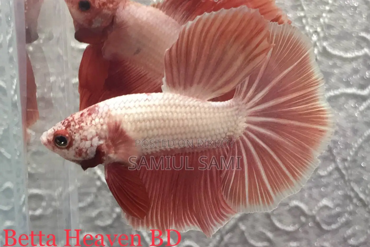Halfmoon Betta