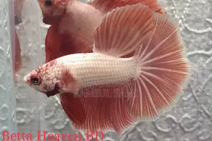 Halfmoon Betta
