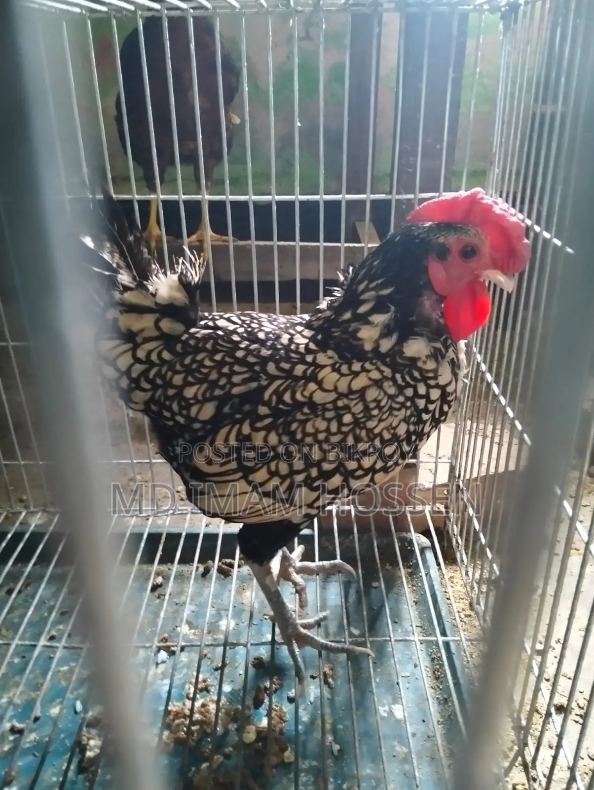 Indian Fancy Chicken