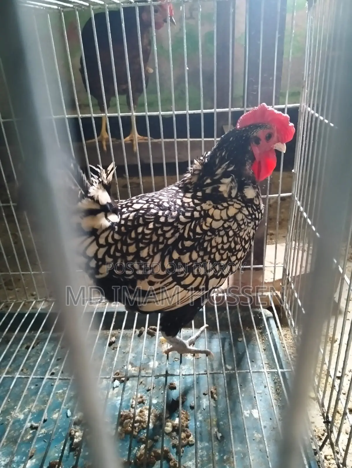 Indian Fancy Chicken