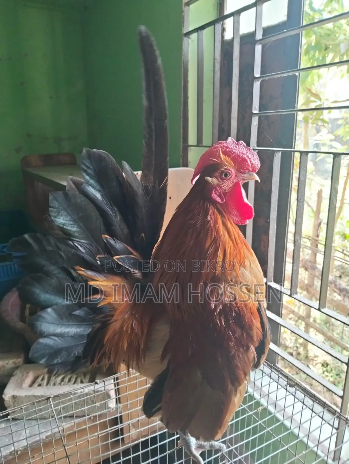 Indian Fancy Chicken