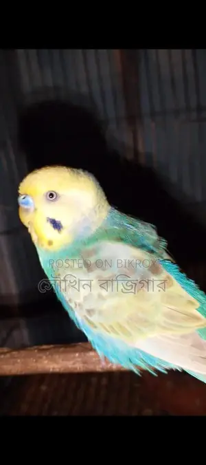 বাজরিগার পাখির জোড়া বাজিগর Bajrigar Bajigor Bajigar Pakhi Jora