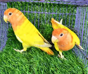 Red Eye Head Opaline Lovebird
