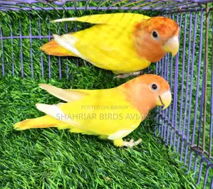 Red Eye Head Opaline Lovebird