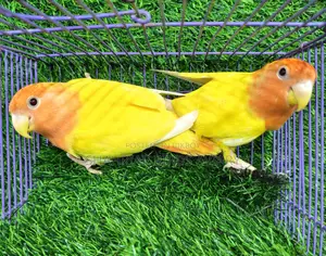 Red Eye Head Opaline Lovebird