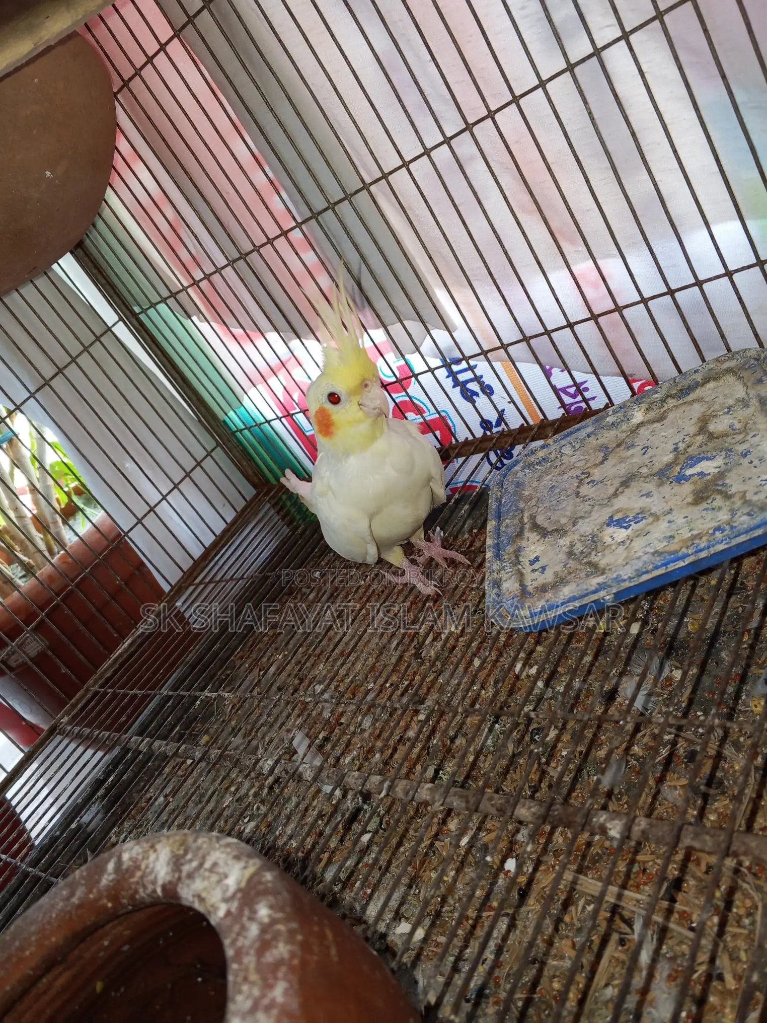 Running Cockatiel Pair