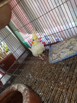 Running Cockatiel Pair