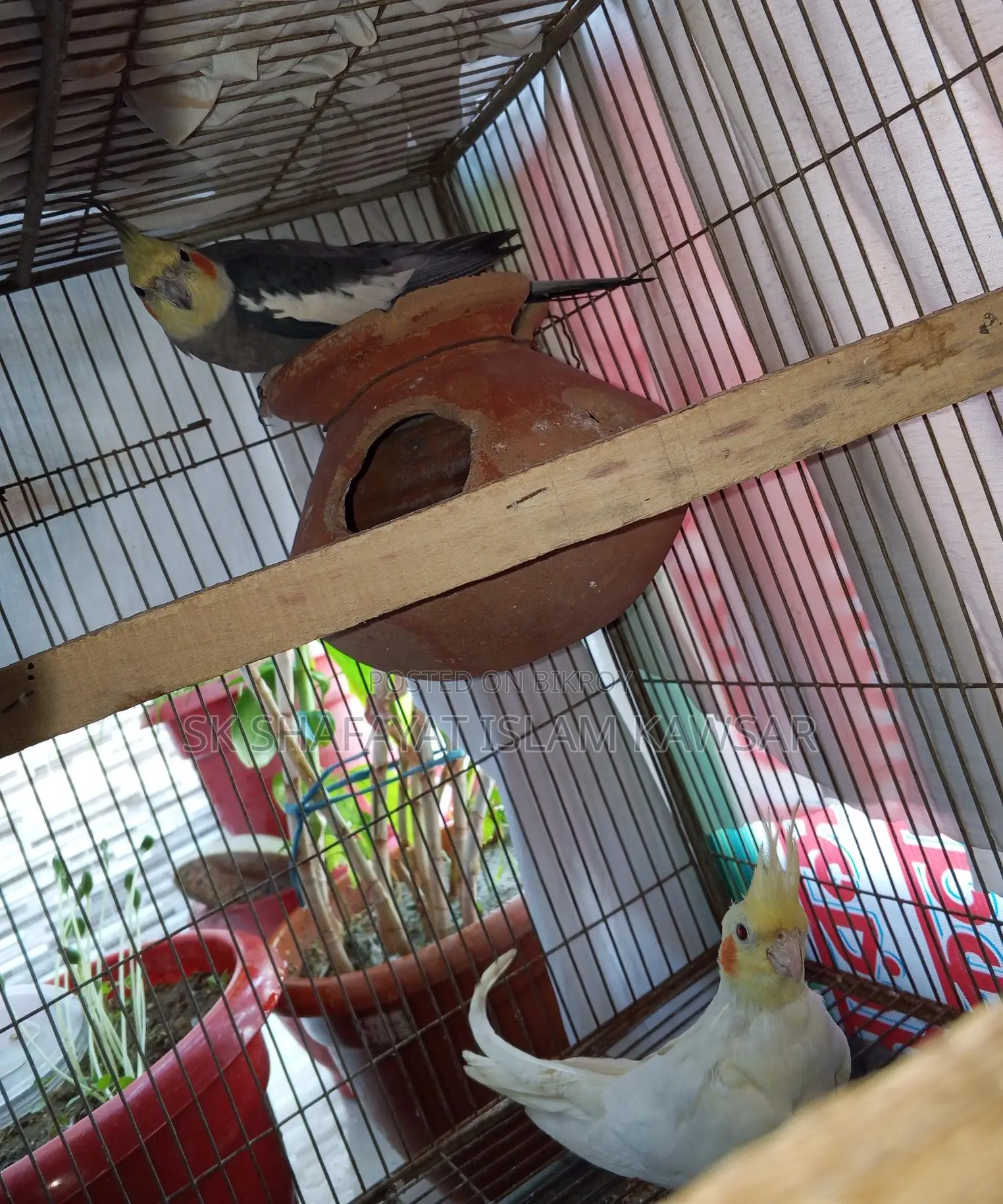 Running Cockatiel Pair