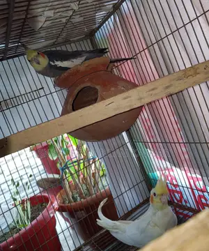 Running Cockatiel Pair