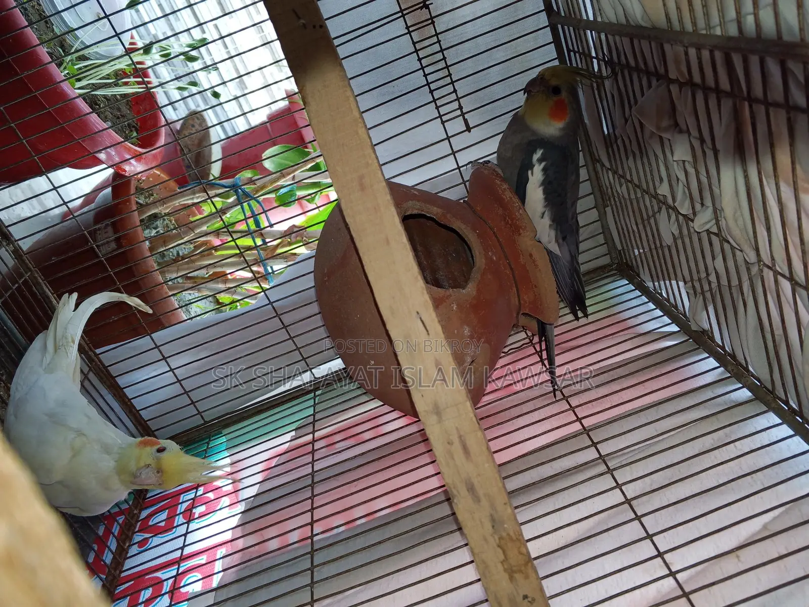 Running Cockatiel Pair