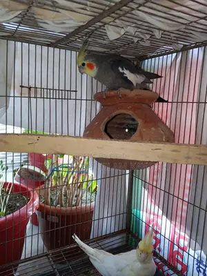 Running Cockatiel Pair