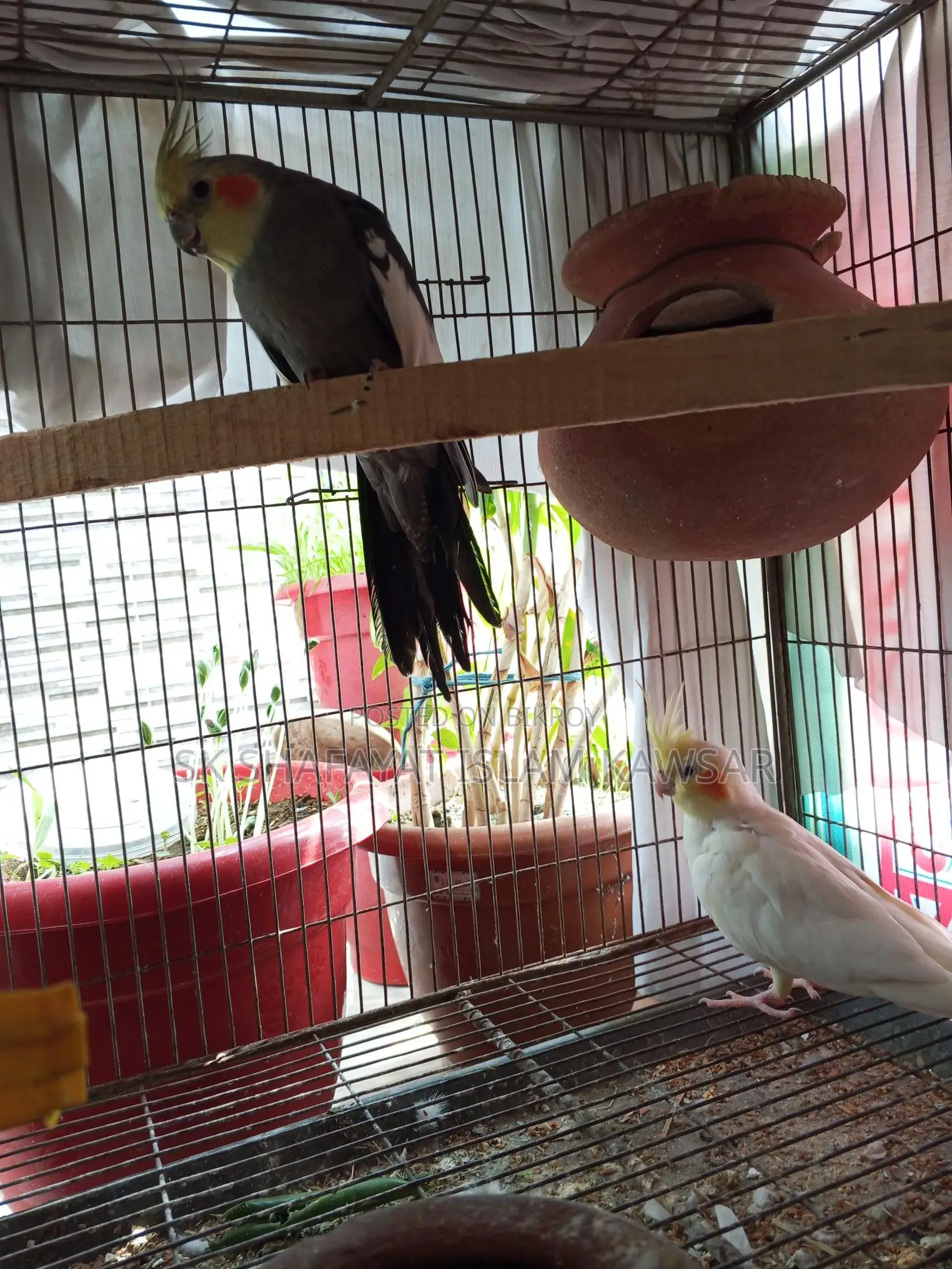 Running Cockatiel Pair