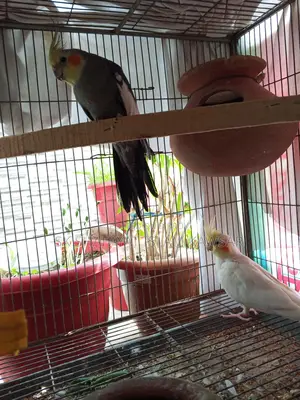 Running Cockatiel Pair