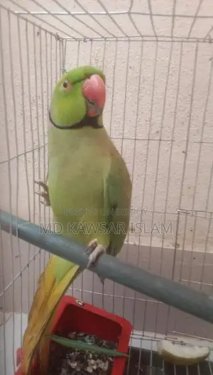 Talking Bird for Sale
