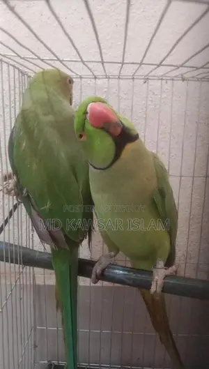 Talking Bird for Sale