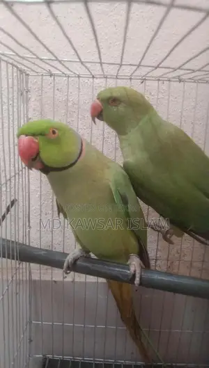 Talking Bird for Sale