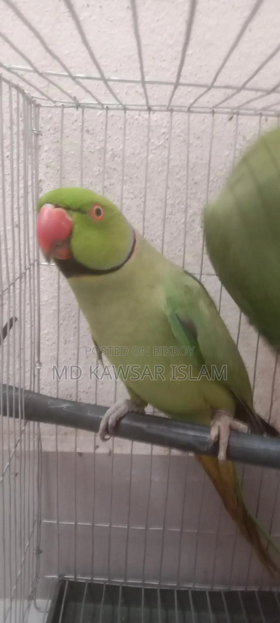 Talking Bird for Sale