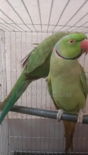 Talking Bird for Sale