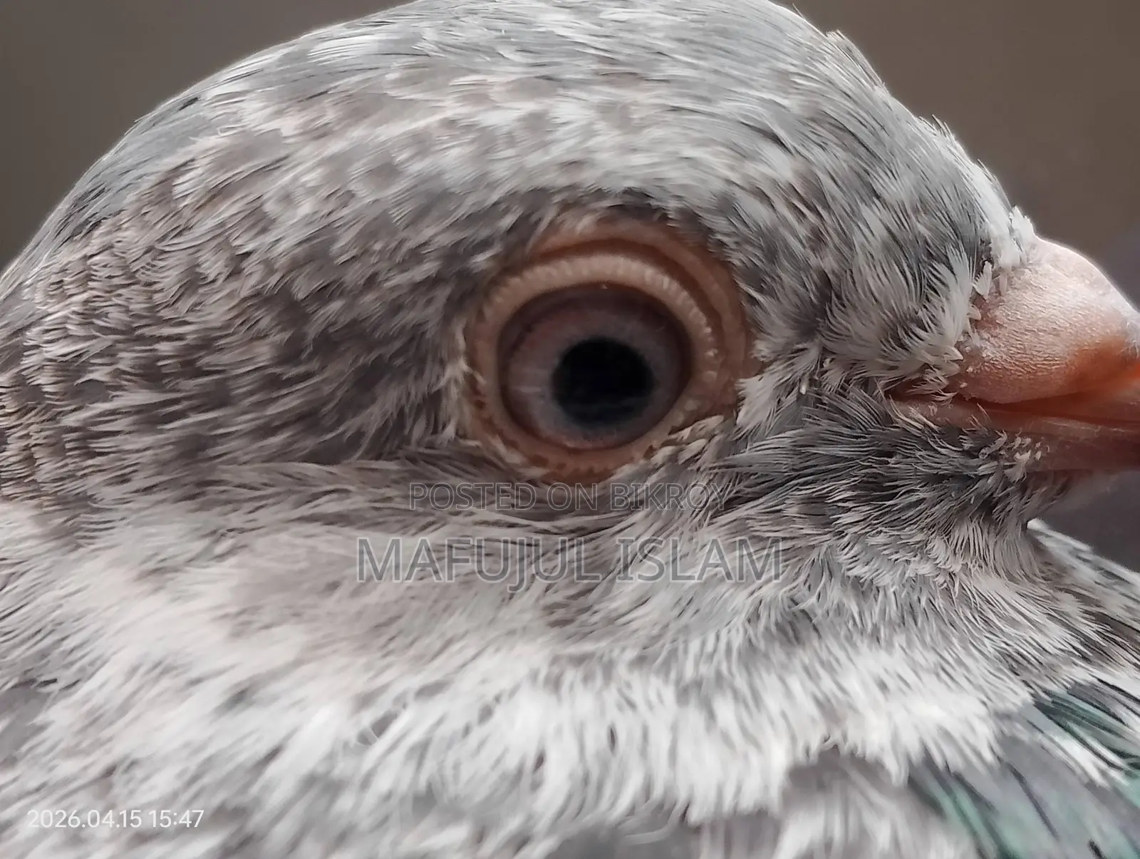 Male Pigeon (Running for eggs/chicks)