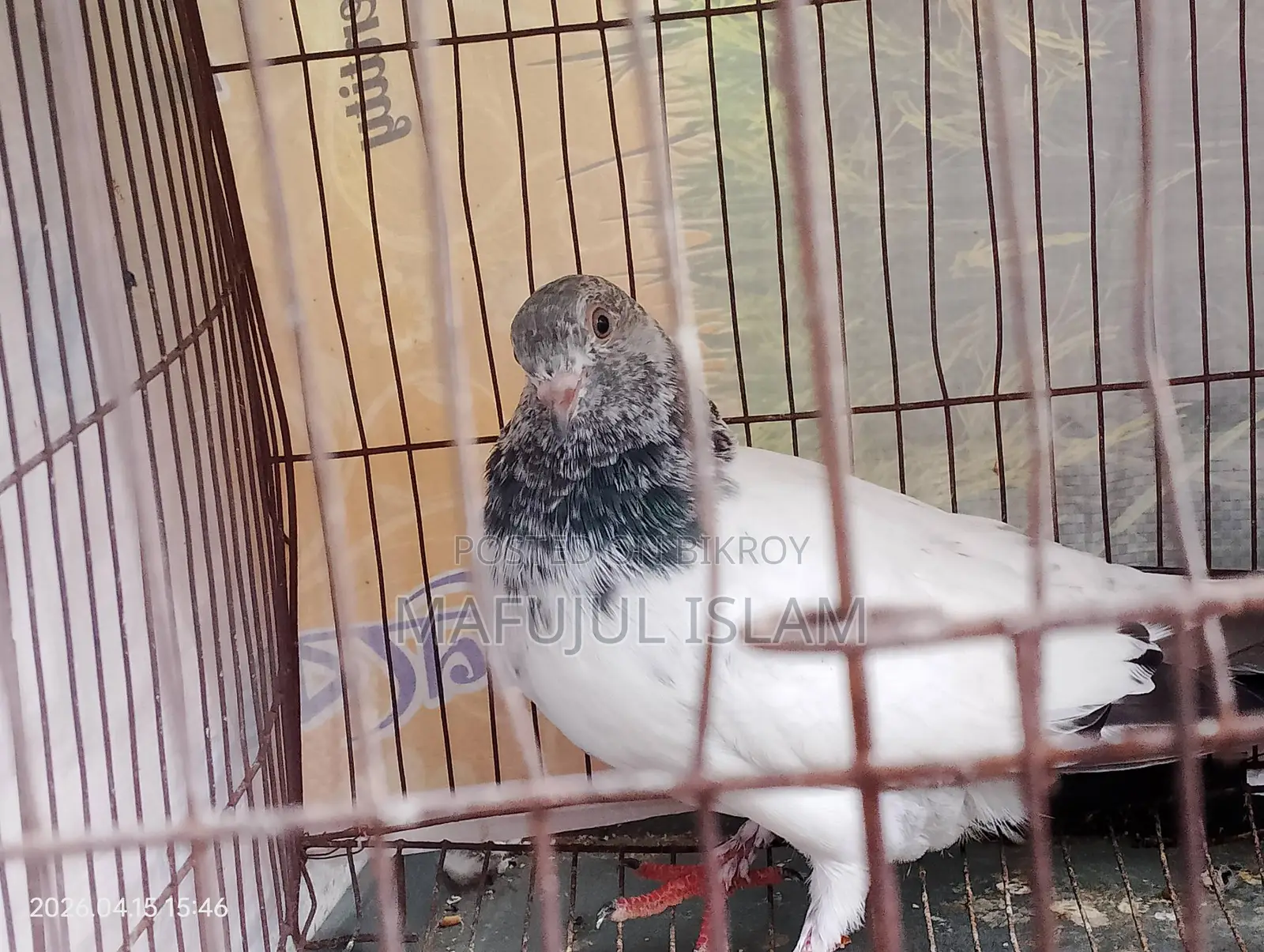 Male Pigeon (Running for eggs/chicks)