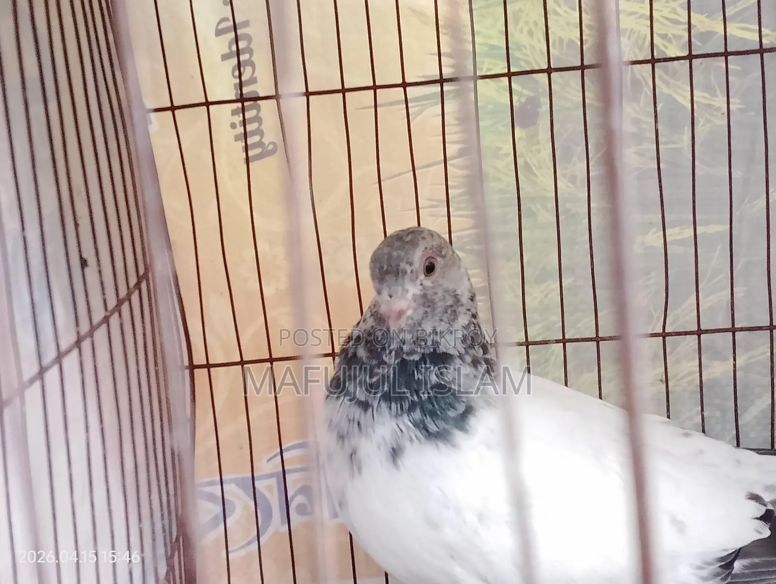 Male Pigeon (Running for eggs/chicks)