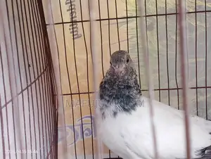 Male Pigeon (Running for eggs/chicks)