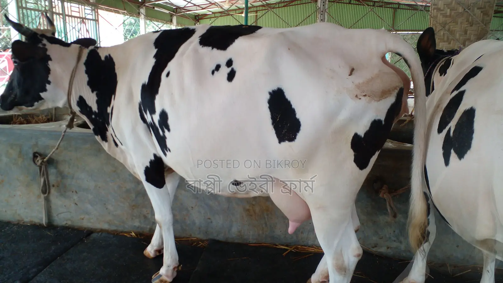 ১১৪৩ নং গাভী গরু কিনুন ভালো জাতের।