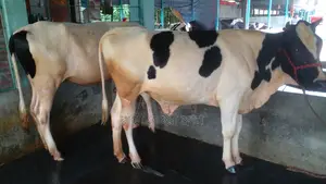 ১১০৪ নং ২টি বকনা কিনুন পোষার জন্য ।