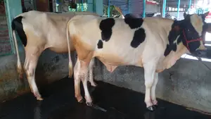 ১১০৪ নং ২টি বকনা কিনুন পোষার জন্য ।