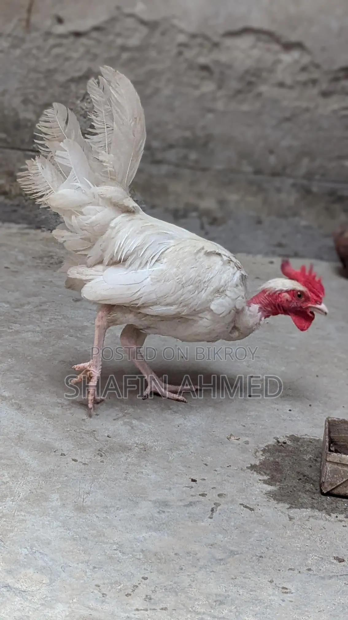 মুরগী