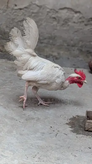 মুরগী