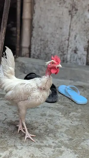 মুরগী