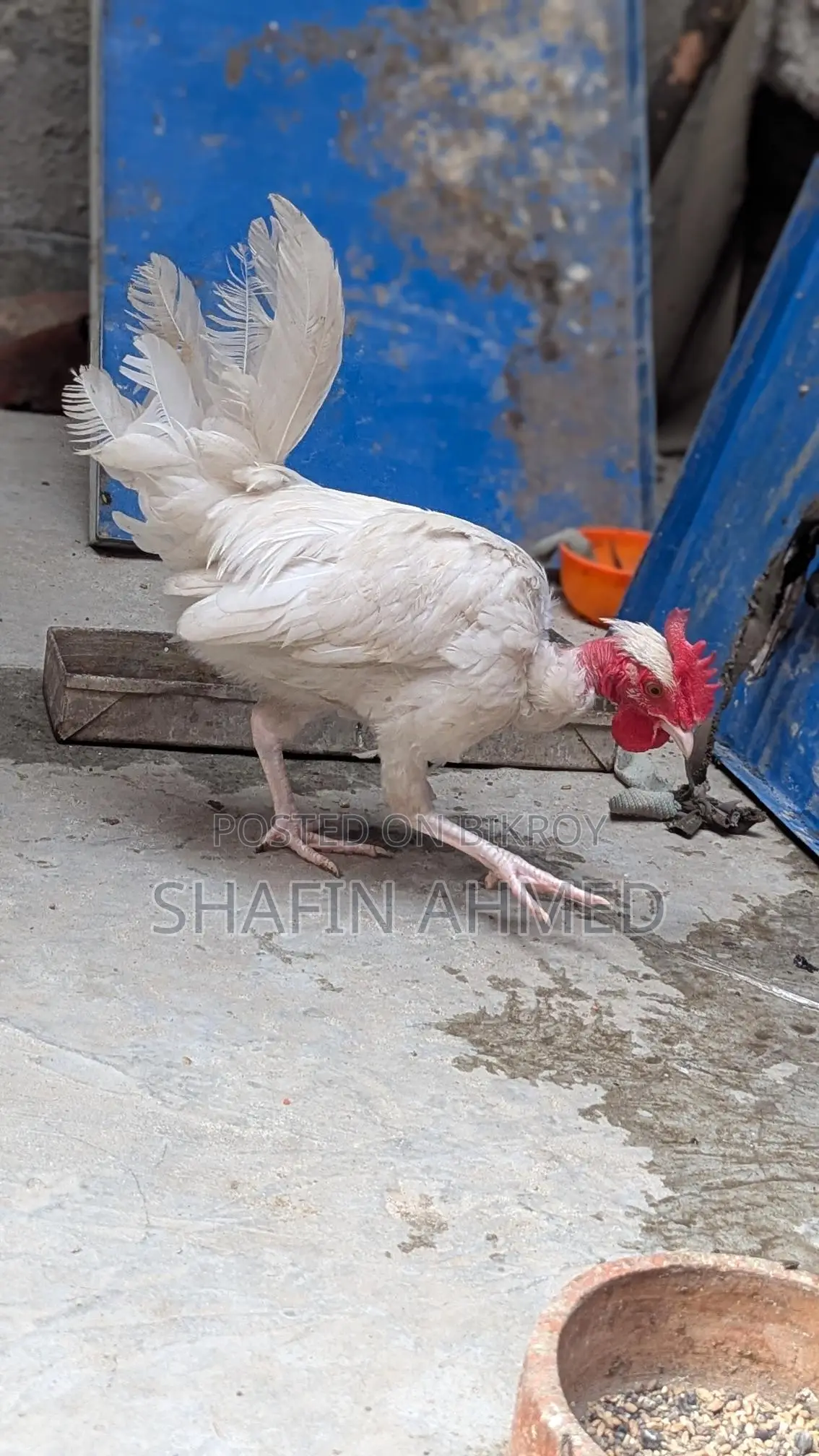 মুরগী