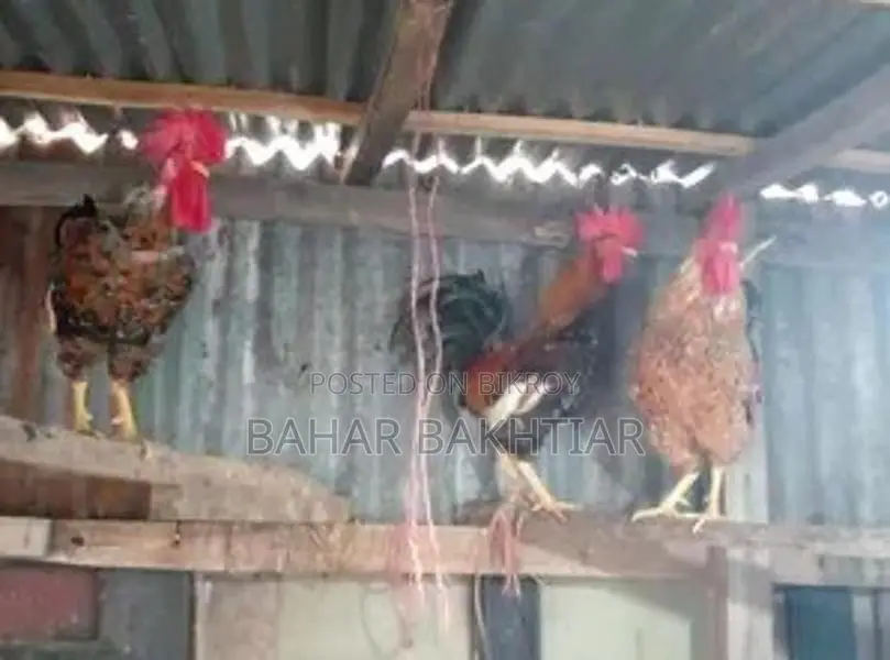 দুই কেজির উপরে তিনটা মোরগ এবং সাথে পাচটা মুরগী