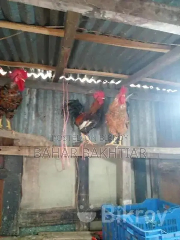 দুই কেজির উপরে তিনটা মোরগ এবং সাথে পাচটা মুরগী