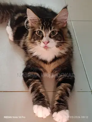 মেইনকুন পিওর ব্রিড ফিমেল কিটেন