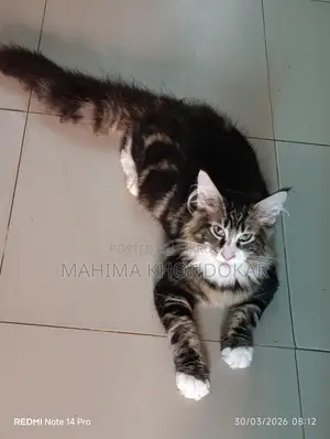 মেইনকুন পিওর ব্রিড ফিমেল কিটেন