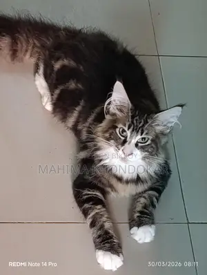 মেইনকুন পিওর ব্রিড ফিমেল কিটেন