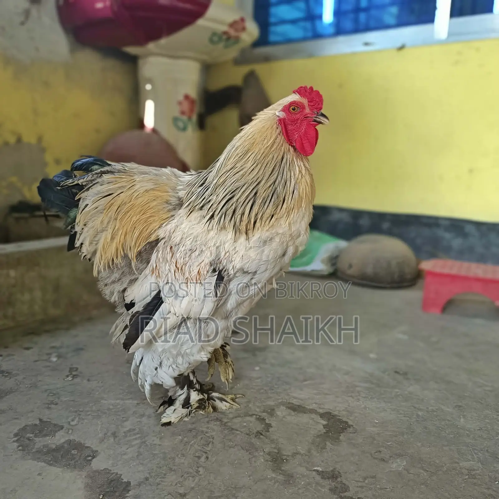 Original Brahma Chicken