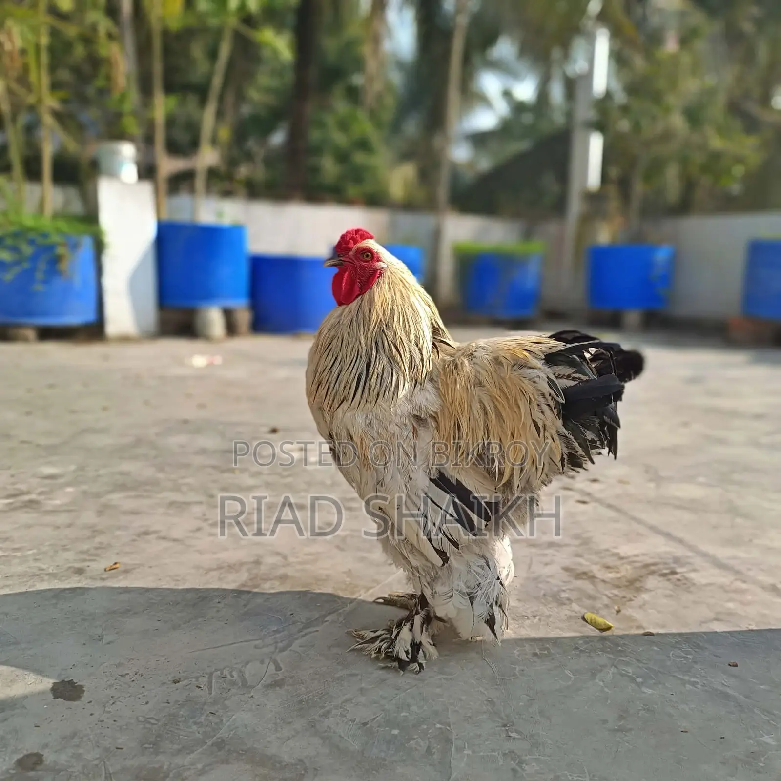 Original Brahma Chicken