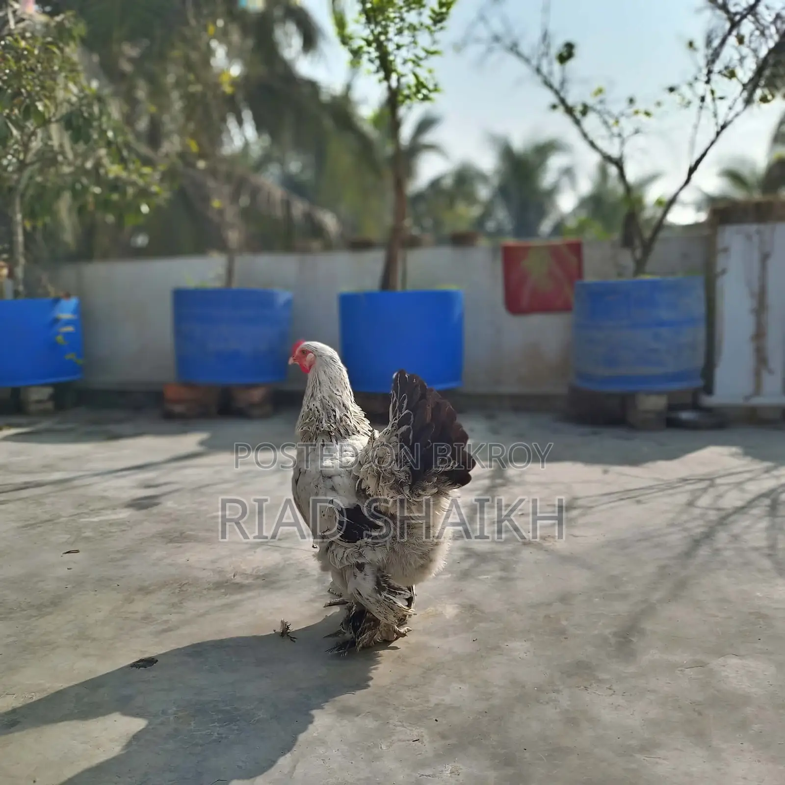 Original Brahma Chicken