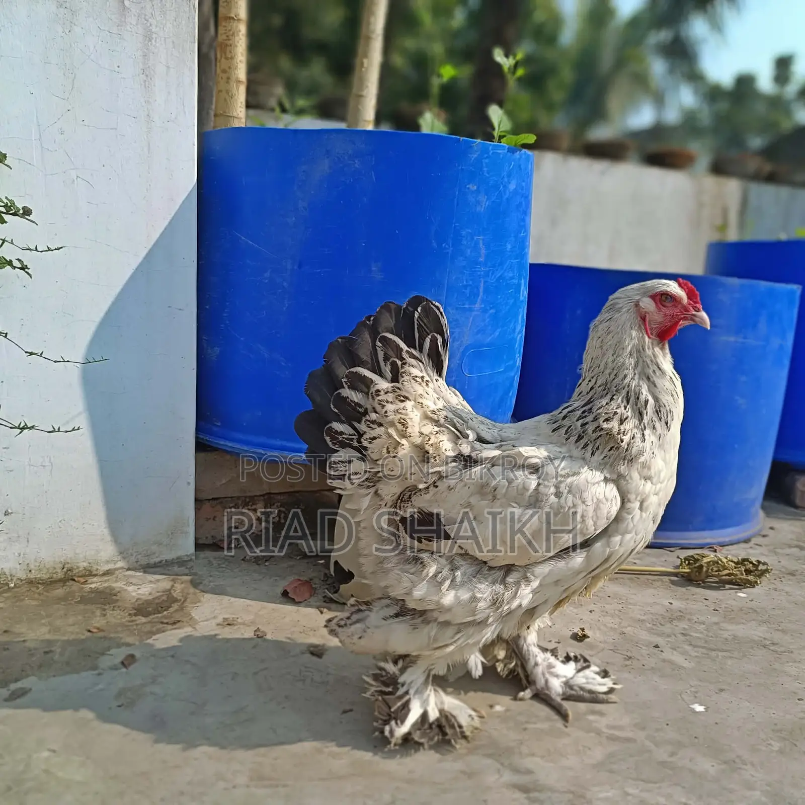 Original Brahma Chicken