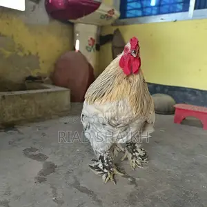 Original Brahma Chicken