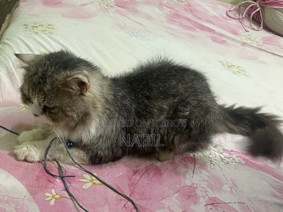 Persian Male Cat For Sell