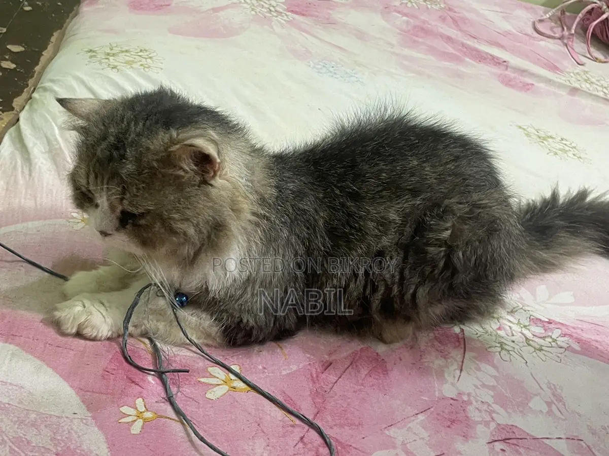 Persian Male Cat For Sell