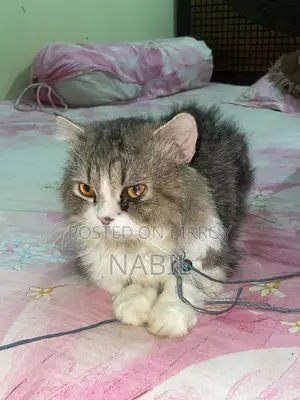 Persian Male Cat For Sell