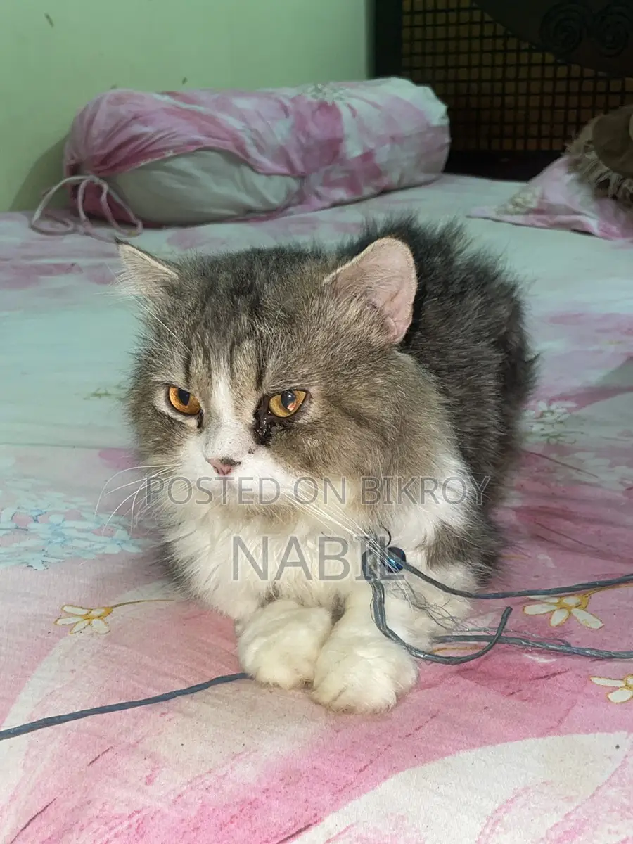 Persian Male Cat For Sell