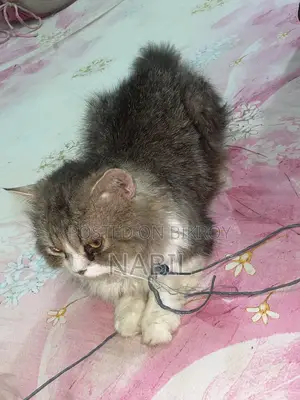 Persian Male Cat For Sell
